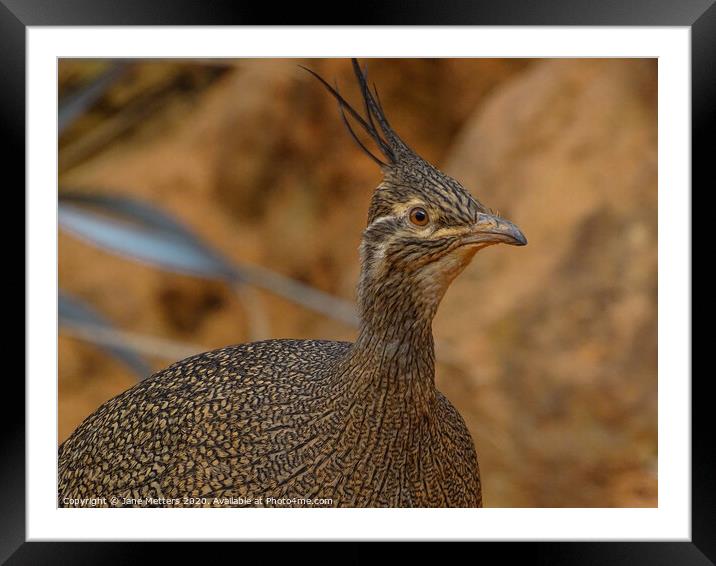Elegant Crested Tinamou Framed Mounted Print by Jane Metters