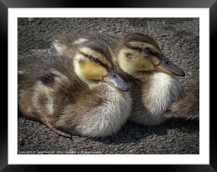 Cute Ducklings  Framed Mounted Print by Jane Metters