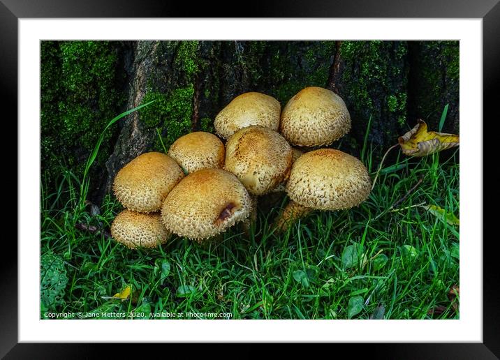 Mushrooms Framed Mounted Print by Jane Metters