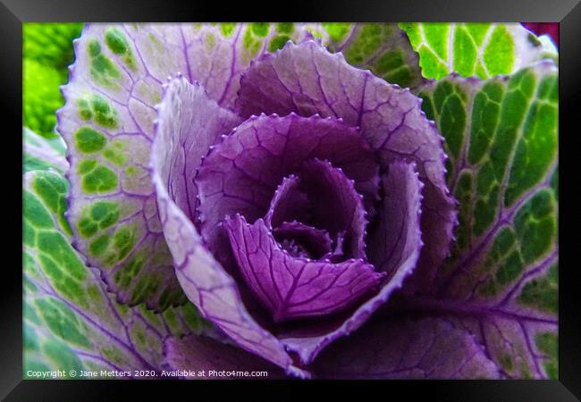 Purple and Green Framed Print by Jane Metters