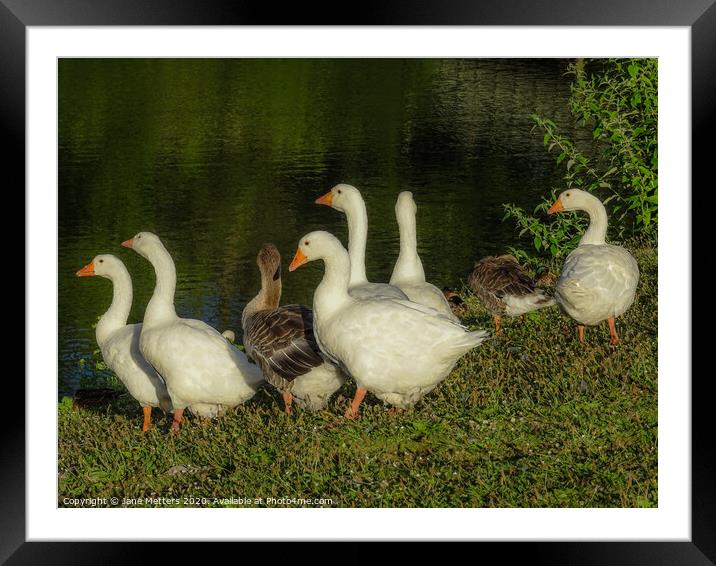 A Flock of Geese Framed Mounted Print by Jane Metters