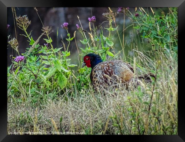 Pheasant  Framed Print by Jane Metters