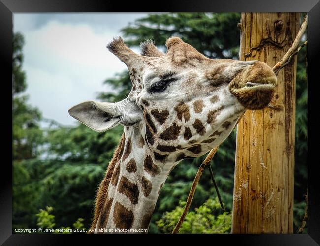A Giraffe Close-Up Framed Print by Jane Metters
