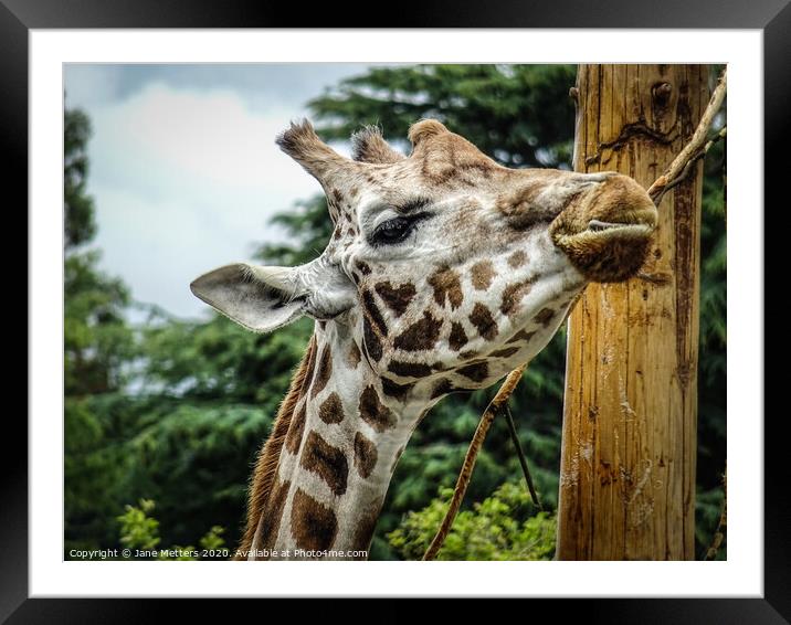 A Giraffe Close-Up Framed Mounted Print by Jane Metters