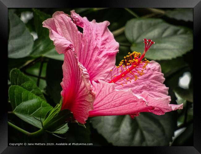 Hawaiian Hibiscus  Framed Print by Jane Metters