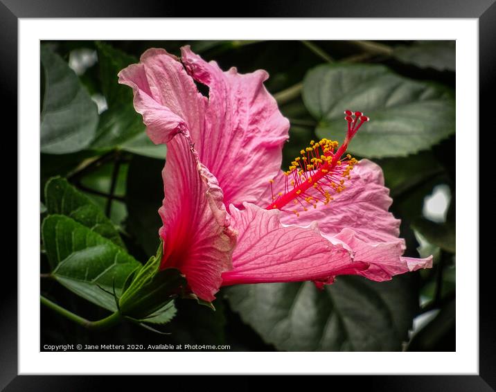 Hawaiian Hibiscus  Framed Mounted Print by Jane Metters