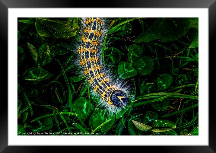 Buff-Tip Caterpillar  Framed Mounted Print by Jane Metters