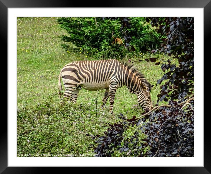 A Zebra Grazing Framed Mounted Print by Jane Metters