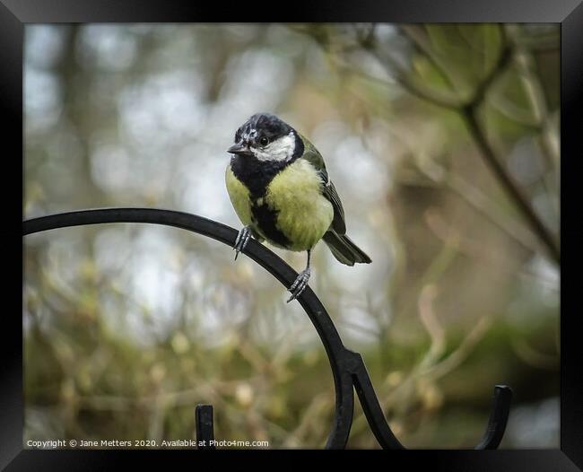 Perched on a Railing Framed Print by Jane Metters