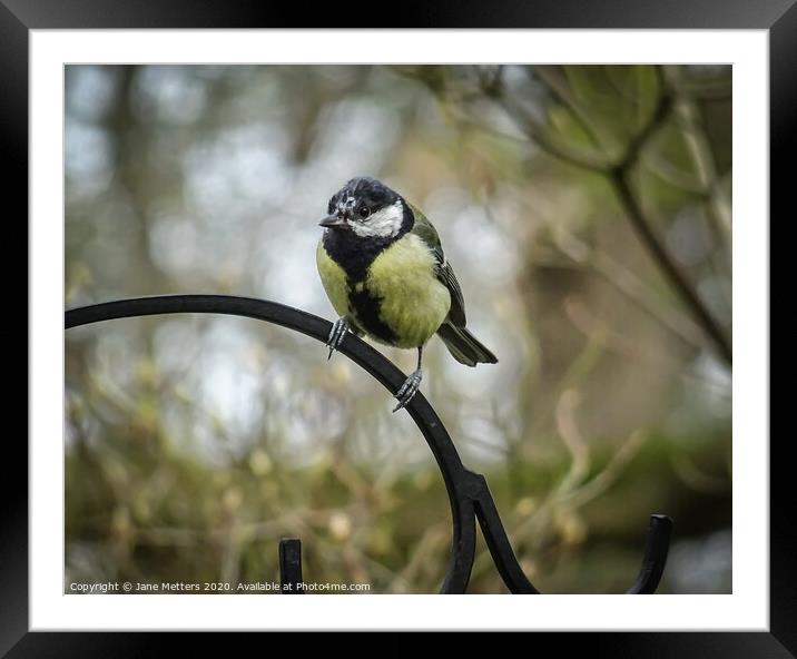 Perched on a Railing Framed Mounted Print by Jane Metters
