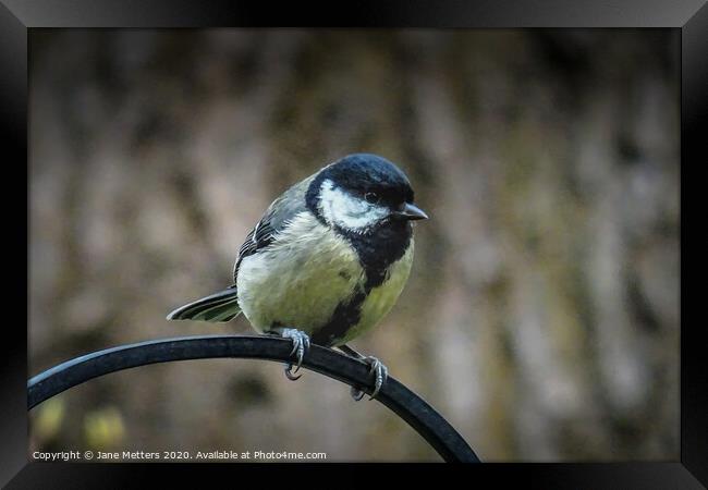 Great Tit  Framed Print by Jane Metters