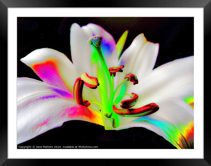 Lilly Framed Mounted Print by Jane Metters