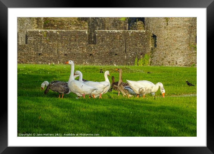 Geese in front of Caerphilly Castle  Framed Mounted Print by Jane Metters
