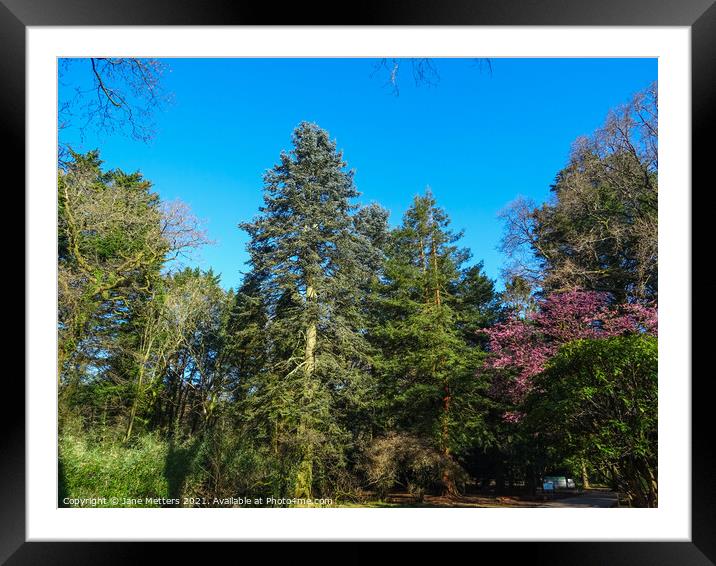 Trees in the Sunshine  Framed Mounted Print by Jane Metters