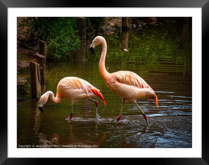 Flamingos  Framed Mounted Print by Jane Metters