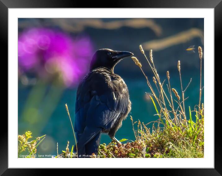 A Crow in the Sun Framed Mounted Print by Jane Metters
