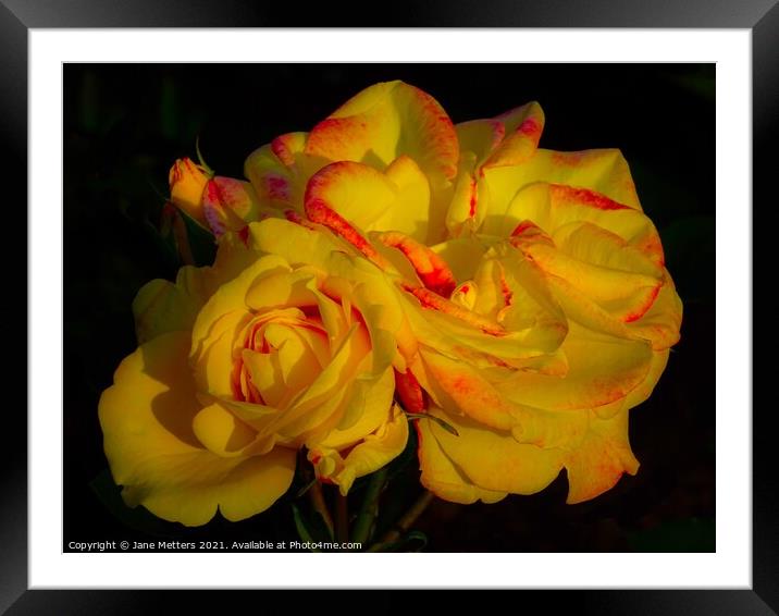 Yellow Roses Framed Mounted Print by Jane Metters