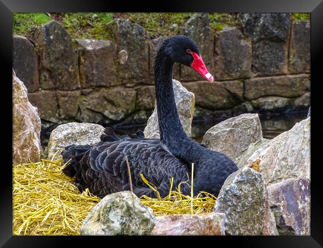 Black Swan Nesting Framed Print by Jane Metters