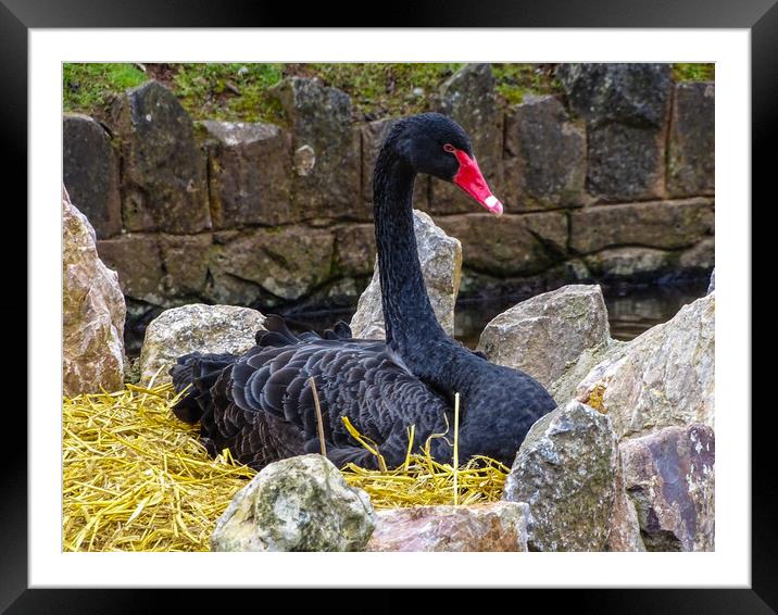 Black Swan Nesting Framed Mounted Print by Jane Metters