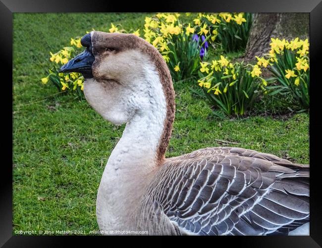 African Goose Framed Print by Jane Metters