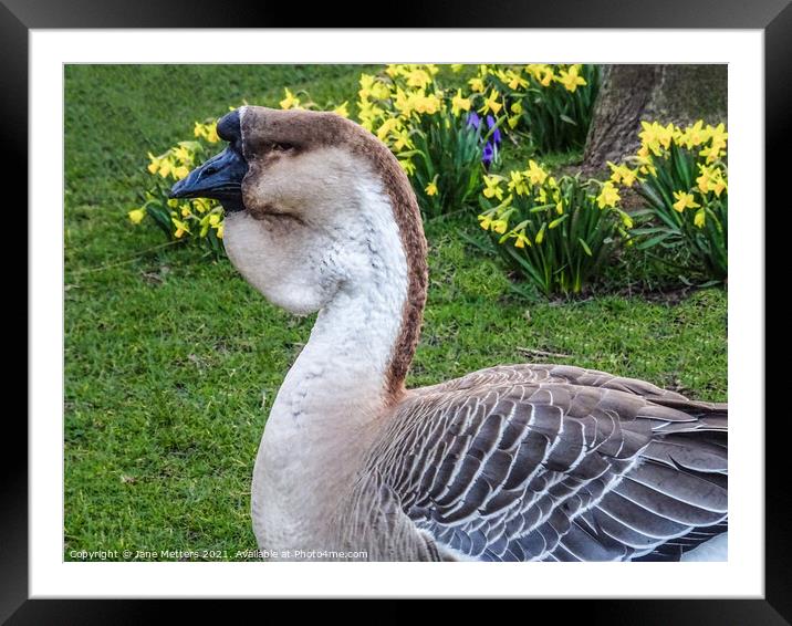 African Goose Framed Mounted Print by Jane Metters