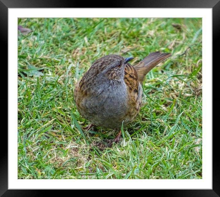 Dunnock on the Grass Framed Mounted Print by Jane Metters