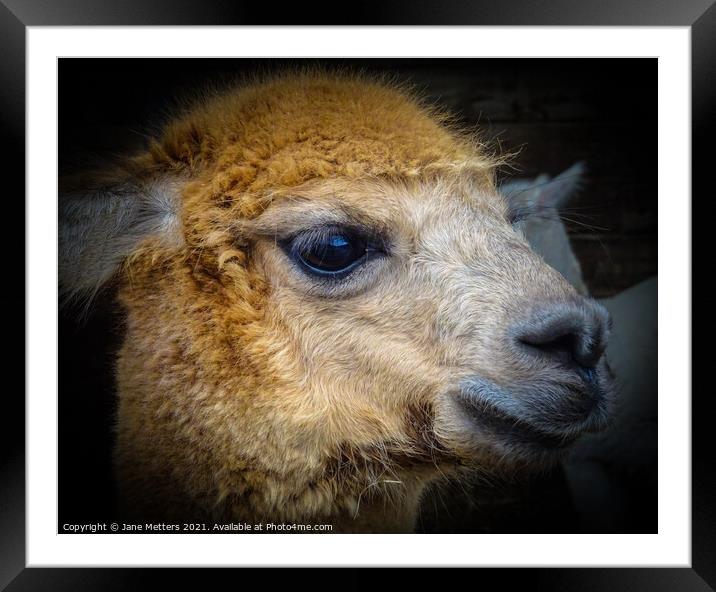 Alpaca Face Framed Mounted Print by Jane Metters