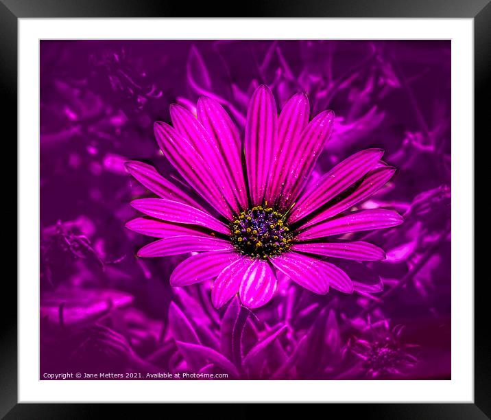 Osteospermum  Framed Mounted Print by Jane Metters