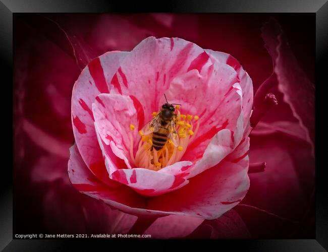 Surrounded by Petals  Framed Print by Jane Metters