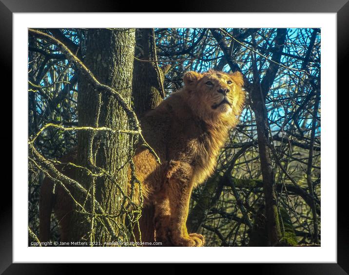 Lion up a Tree Framed Mounted Print by Jane Metters