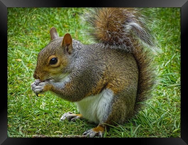 Grey Squirrel  Framed Print by Jane Metters