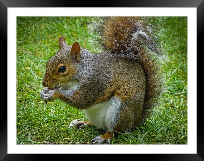 Grey Squirrel  Framed Mounted Print by Jane Metters