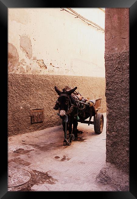 A Donkey in the Shade in Morocco Framed Print by Megan Winder