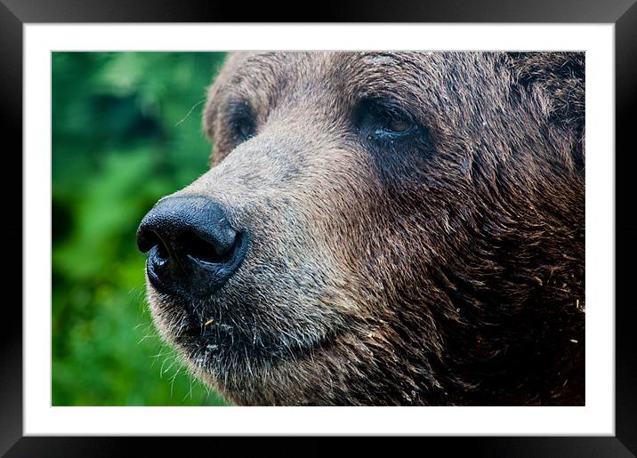 Close-Up Of A Wild Canadian Bear Framed Mounted Print by Chris Hill