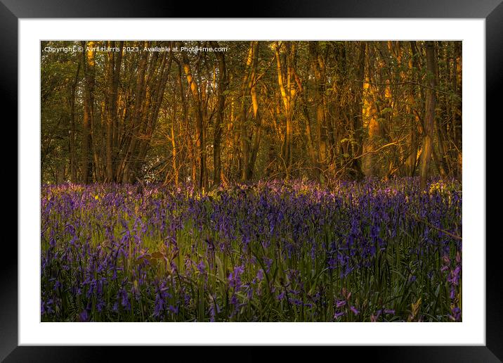 Amidst the Bluebells at Everdon Stubbs Framed Mounted Print by Avril Harris