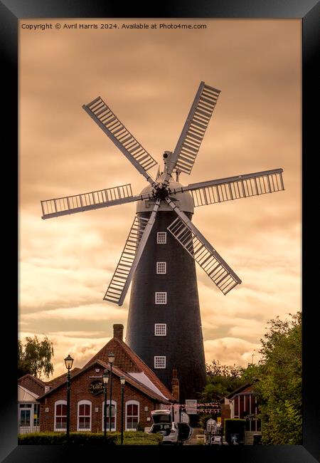 Waltham Windmill Grimsby Framed Print by Avril Harris