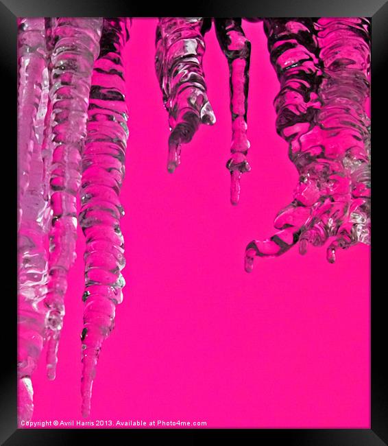 Hot Pink Icicles Framed Print by Avril Harris