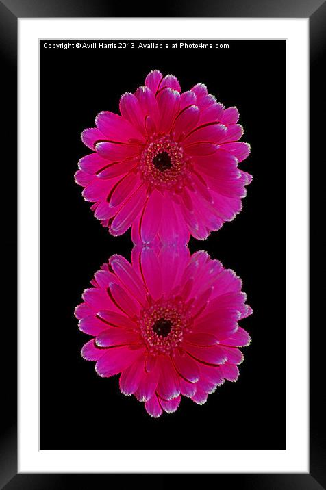 Hot Pink Gerbera Framed Mounted Print by Avril Harris