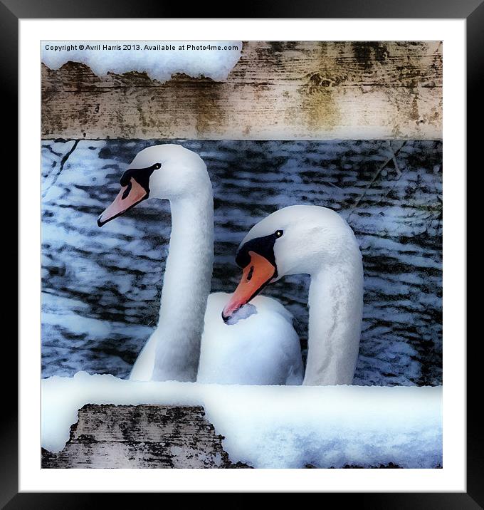 Two swans in the snow Framed Mounted Print by Avril Harris