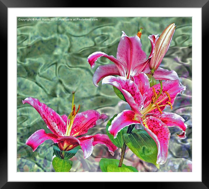 Stargazer Lily Framed Mounted Print by Avril Harris