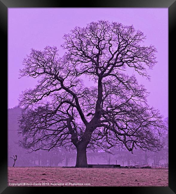 Tree on a winters morning Framed Print by Avril Harris