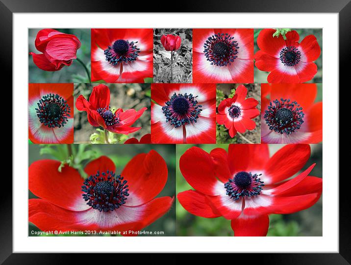 Many Anemones Framed Mounted Print by Avril Harris