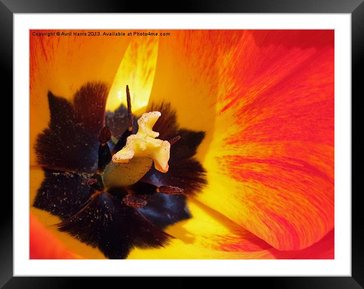 Red and yellow tulip stamens Framed Mounted Print by Avril Harris