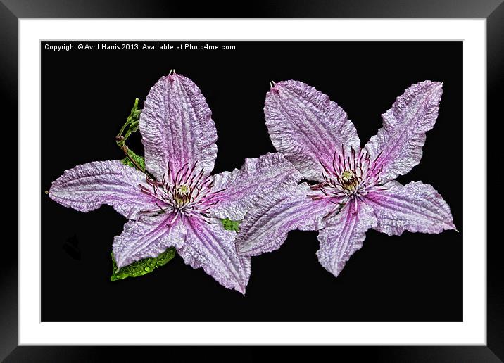 Pink and White Clematis Framed Mounted Print by Avril Harris
