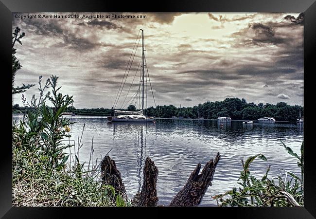 Yacht on Wroxham Broad. Framed Print by Avril Harris