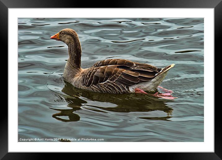 Greylag goose Framed Mounted Print by Avril Harris