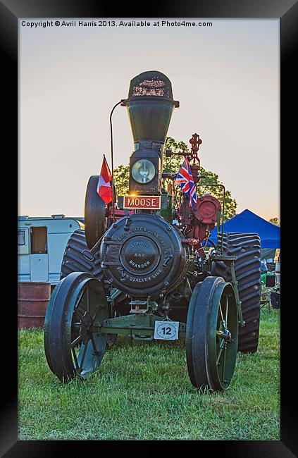 Moose traction engine at sunset Framed Print by Avril Harris