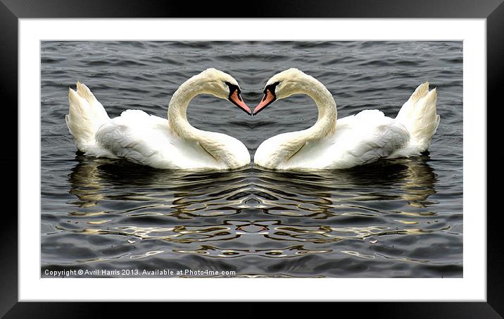Mute Swan Heart Framed Mounted Print by Avril Harris