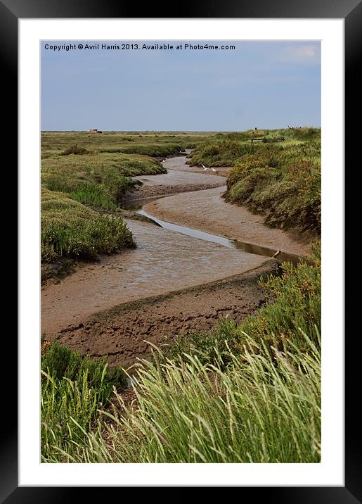 Blakeney mudflats and saltmarsh Framed Mounted Print by Avril Harris