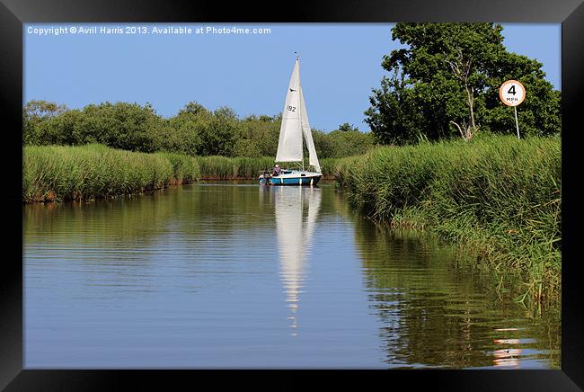 Sailing on the Norfolk Broads Framed Print by Avril Harris